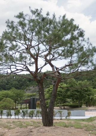 별그리다(별의숲) 자연장지 전경