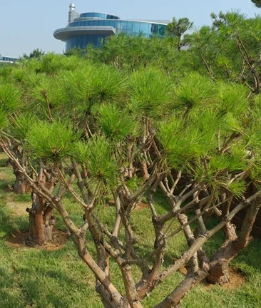 (재)서호추모공원 자연장지 자연장지 전경